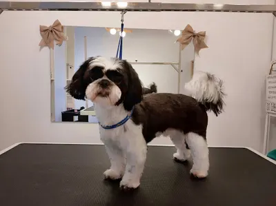 Wyczesany Psiak strzyżenie i pielęgnacja psów ( psi fryzjer ) Joanna Patejuk